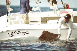 2020 - Yellowfin - 29 Offshore