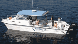 Twin Vee Powercats 32 Weekender Cuddy Cabin Boat